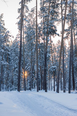 winter pine forest