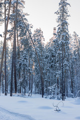 winter pine forest