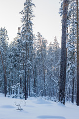 winter pine forest