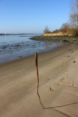 Fototapeta na wymiar Low Tide at the river Elbe