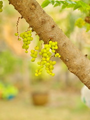 many of the Star Gooseberry on the Tree in Thailand Local Village with The Natural morning Light.