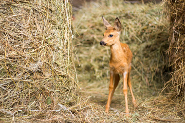 little deer