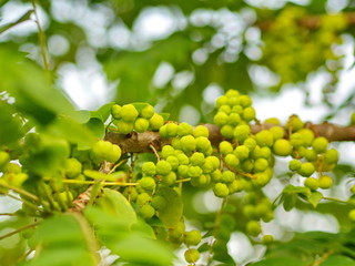 many of the Star Gooseberry on the Tree in Thailand Local Village with The Natural morning Light.