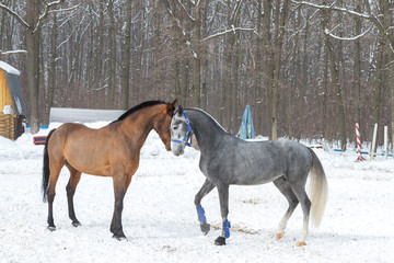 red and grey horse