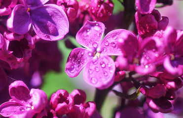 Fototapeta na wymiar Opened lilac buds with dew in the early morning in the botanical garden in the spring