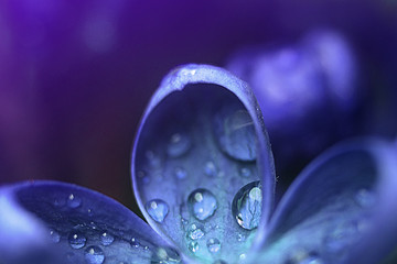 Opened lilac buds with dew in the early morning in the botanical garden in the spring