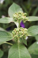 Fototapeta premium Fresh green Euphorbia heterophylla plant in nature garden