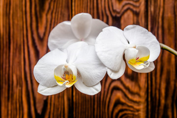      Branch of a White orchid on a brown wooden background 