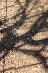 地面に落ちる梅の花びら