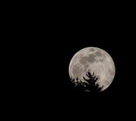 Fototapeta na wymiar Super moon among the trees