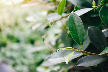 close up green leaf on green nature background and copy space