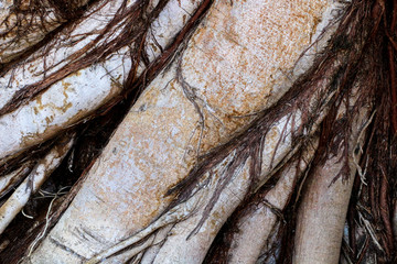 Bark big tree for design