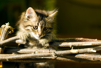 Naklejka na ściany i meble cat on the fence