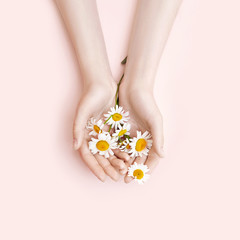Obraz na płótnie Canvas Fashion hand art chamomile natural cosmetics women, white beautiful chamomile flowers hand with bright contrast makeup, hand care. Creative beauty photo girl sitting at table, contrasting background