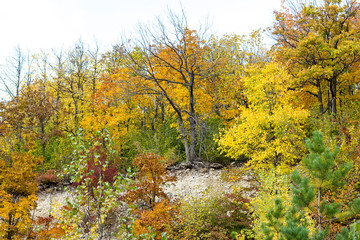 Fototapeta premium autumn forest