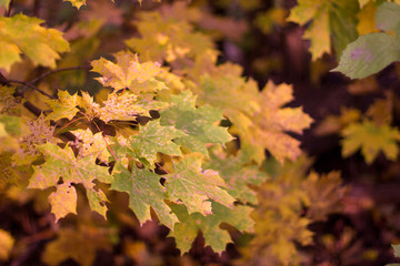 autumn leave