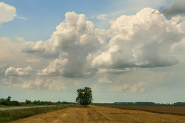 Naklejka premium Lonely tree in wheat field landscape with cloudy sky.