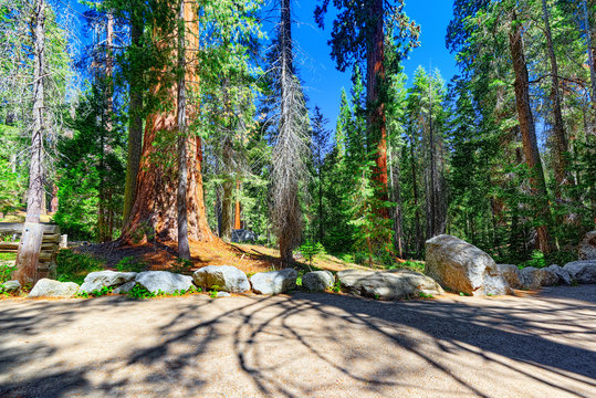 Forest of ancient sequoias in Yosemeti National Park.