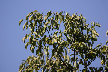 Leaf of Cinnamomum camphora tree