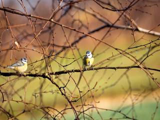 Sikora modra (Cyanistes caeruleus)  w szacie godowej na przedwiośniu