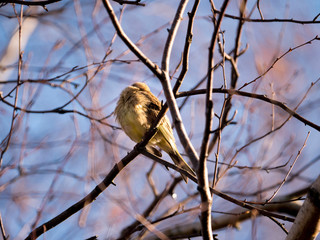 Trznadel zwyczajny (Emberiza citrinella) w szacie godowej na przedwiośniu