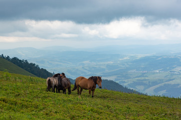 Several horses of Huzul breed are grazed on a mountain pasture. Horses differ in color. On a background the blue valley, small lodges and farms is visible. The sky is tightened by the dark clouds.