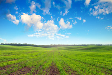 Fototapeta na wymiar Green field,blue sky and sun.