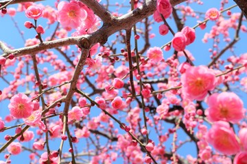 紅梅の木の花