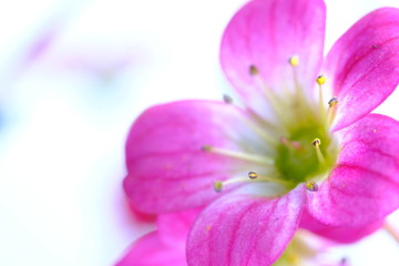 Fototapeta na wymiar alpine plant flower saxifraga