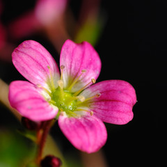 Fototapeta na wymiar alpine plant flower saxifraga