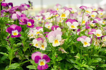 colorful spring pansy Viola flowers in garden