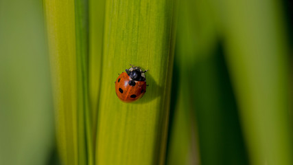 Marienkäfer auf Halm