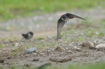 イワツバメ　巣材集め