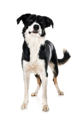 border collie in studio