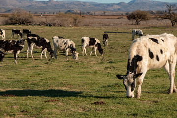 Dairy cows in a cheese making rancho at Ojos Negros, Mexico