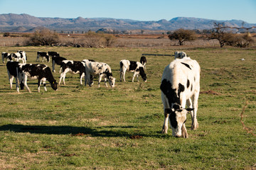 Dairy cows in a cheese making rancho at Ojos Negros, Mexico
