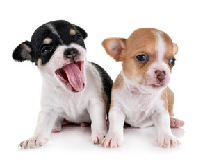 Obraz premium puppies chihuahuas in studio