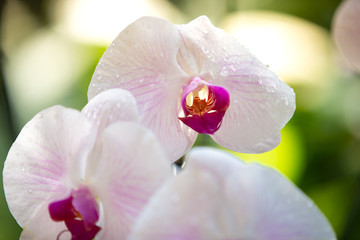 Fototapeta na wymiar orchid on a green background