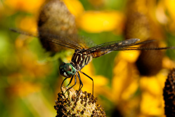 Dragonfly on flower
