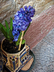 Home various flowers in pots. Design Italian courtyards
