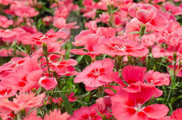 Sweet William or Dianthus barbatus flower