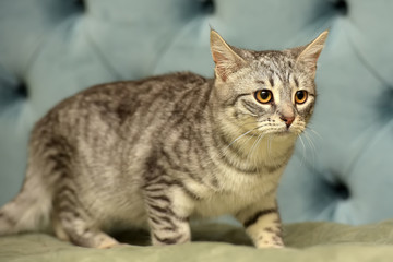 striped frightened young cat