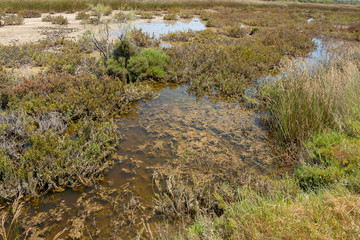 Camargue in France