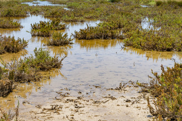 Camargue in France