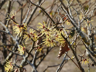 Hamamelis mollis olliver. Hamamélis de Chine ou noisetier de sorcière aux tiges grisâtres aux rameaux avec des fleurs en grappes aux longues pétales de couleur jaune or
