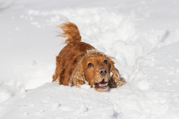 English Cocker Spaniel buried in deep snow.