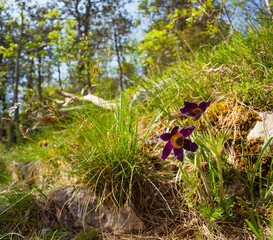 Obraz premium Pasque flower in the countryside