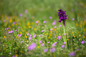 Obraz premium Anacamptis morio, the green-winged orchid