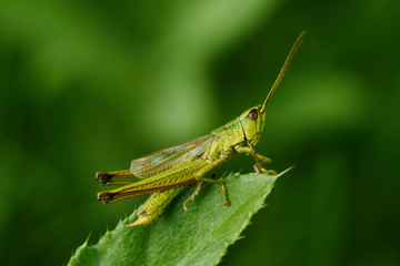 grasshopper on the leaf