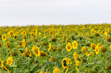 Sunflower field in the orange freestate province of South Africa